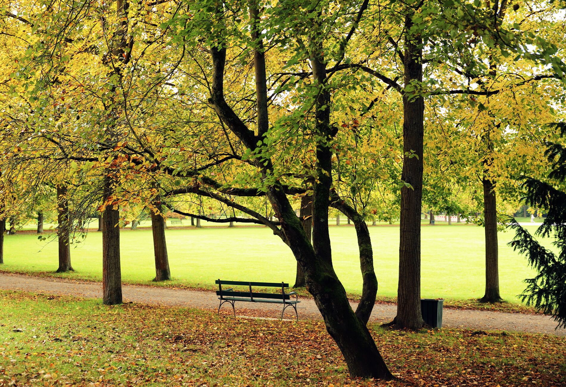 Bankje in een herfstig park